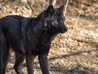 Arctic Wolf 066